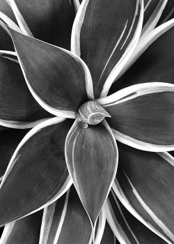 Flying Succulents #13