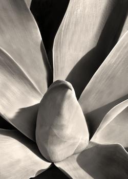 Flying Succulents #5