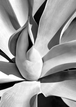 Flying Succulents #14