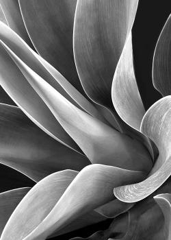 Flying Succulents #12