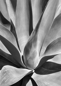 Flying Succulents #15