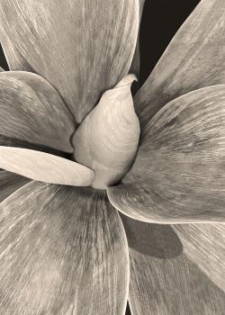 Flying Succulents #3