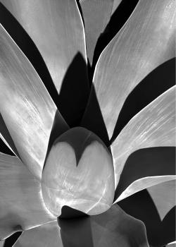 Flying Succulents #8