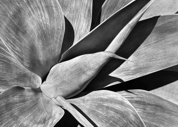 Flying Succulents #9