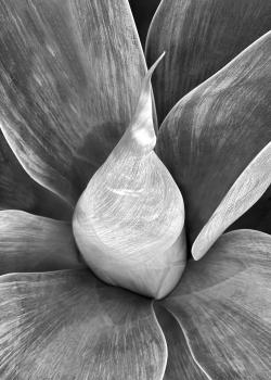 Flying Succulents #7