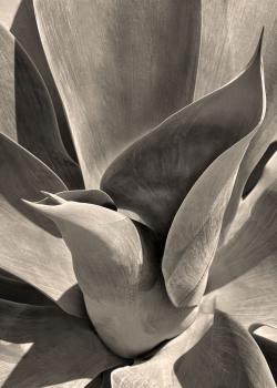 Flying Succulents #1