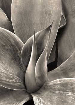 Flying Succulents #2