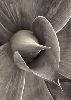 Flying Succulents #4